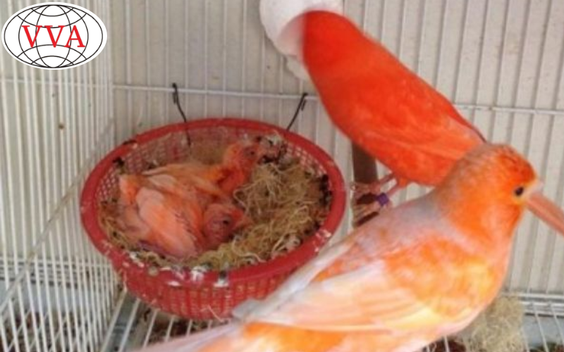 Hình 5: Nuôi chim Hoàng Yến sinh sản 